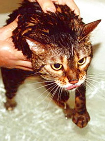 Как мыть кошку?