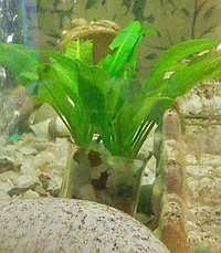 Посадка аквариумных растений