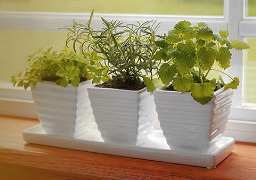 Как выращивать зелень на подоконнике